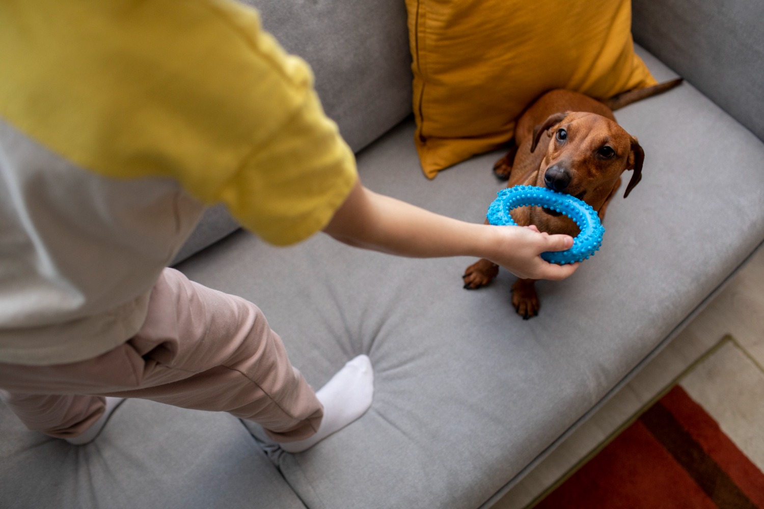 Meble przyjazne czworonogom – jakie tkaniny są przyjazne zwierzętom?